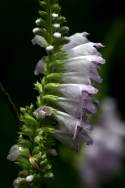 Obedient Plant / False Dragonhead