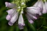 Obedient Plant / False Dragonhead