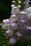 Obedient Plant / False Dragonhead