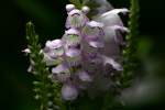 Obedient Plant / False Dragonhead