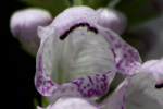 Obedient Plant / False Dragonhead