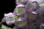 Obedient Plant / False Dragonhead