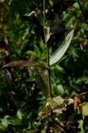 Obedient Plant / False Dragonhead