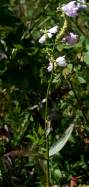 Obedient Plant / False Dragonhead