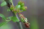 Highbush Blueberry