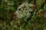 Spotted Water Hemlock