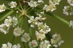 Spotted Water Hemlock