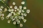 Spotted Water Hemlock