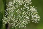 Spotted Water Hemlock