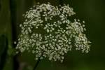 Spotted Water Hemlock