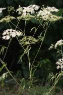 Spotted Water Hemlock