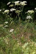 Spotted Water Hemlock