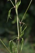 Spotted Water Hemlock