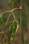 Spotted Water Hemlock