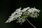 Spotted Water Hemlock