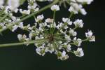 Spotted Water Hemlock