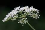 Spotted Water Hemlock