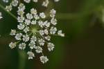 Spotted Water Hemlock