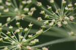 Spotted Water Hemlock