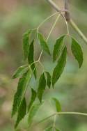 Spotted Water Hemlock