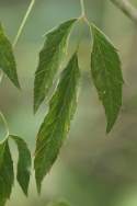 Spotted Water Hemlock