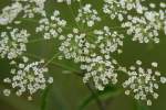 Spotted Water Hemlock