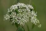 Spotted Water Hemlock