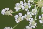 Spotted Water Hemlock