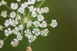 Spotted Water Hemlock