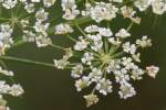 Spotted Water Hemlock