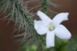 Texas Bullnettle