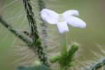 Texas Bullnettle