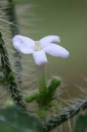 Texas Bullnettle