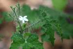 Texas Bullnettle