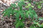 Texas Bullnettle