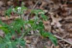 Texas Bullnettle