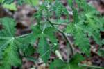 Texas Bullnettle