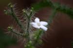 Texas Bullnettle