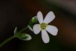 Flowering Spurge