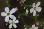 Flowering Spurge