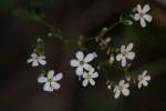 Flowering Spurge