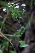 Flowering Spurge