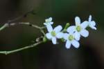 Flowering Spurge