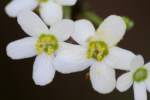 Flowering Spurge