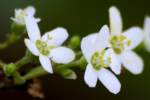 Flowering Spurge