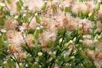 Canadian Horseweed