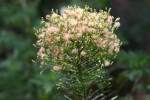 Canadian Horseweed