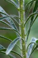 Canadian Horseweed