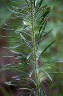 Canadian Horseweed