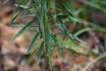 Canadian Horseweed